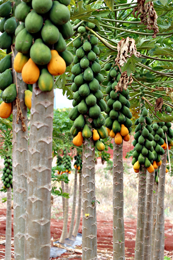 cây đu đủ