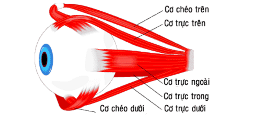 cơ mắt cơ mắt
