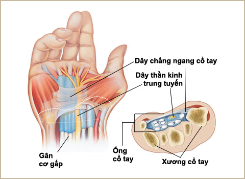 cấu tạo khớp cổ tay cấu tạo khớp cổ tay