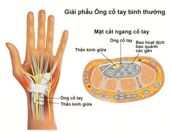 cấu tạo cổ tay