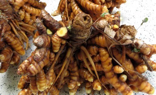 củ nghệ vàng